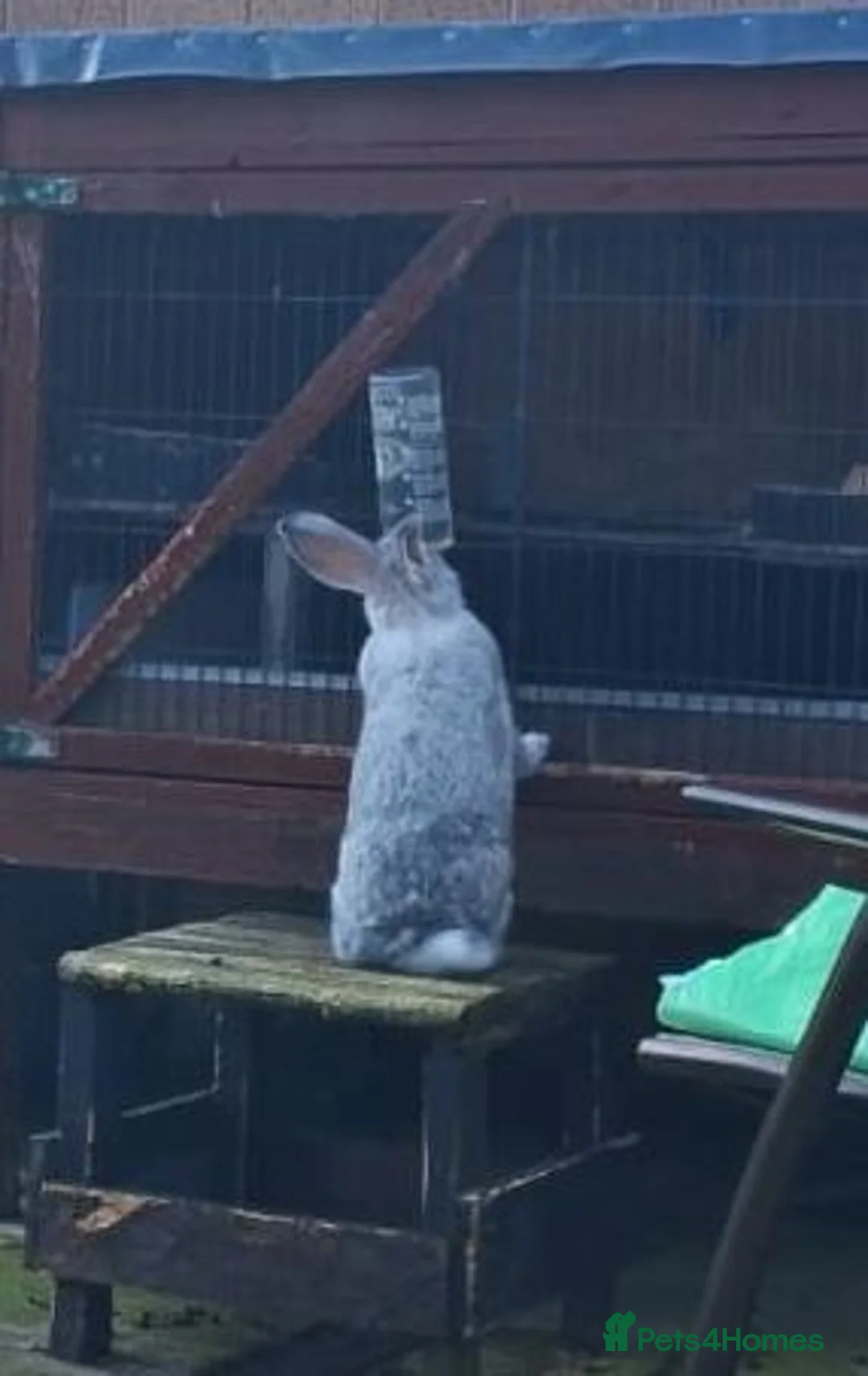 Continental Giant rabbits for sale: Beautiful continental giant buck  - Advert 7