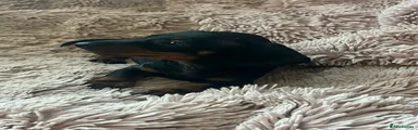 Dachshund 2