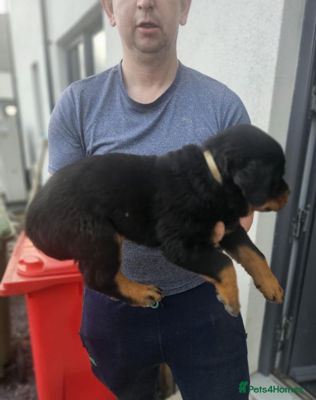 Rottweiler dogs for sale: Stunning purebred IKC Rottweiler Babies - Image 3