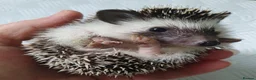 Pygmy Hedgehog rodents for sale: Full pedigree African pygmy hedgehog babies  - Advert 15