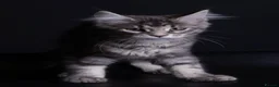 Maine Coon cats for sale: Pedigree maine coon kittens - Advert 17