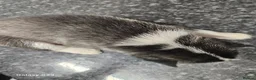 Siberian Husky dogs for sale: 7 siberian huskey puppies for sale £800 - Advert 21
