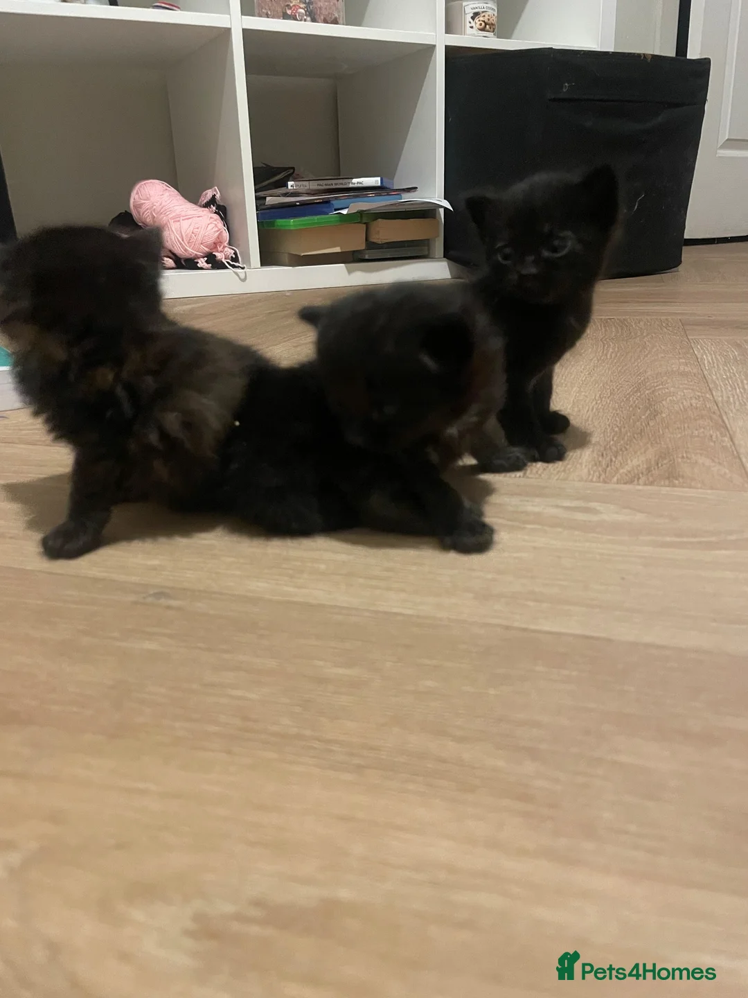 Domestic Shorthair cats for sale: Gorgeous black kittens for sale  in Wigan - Advert 4
