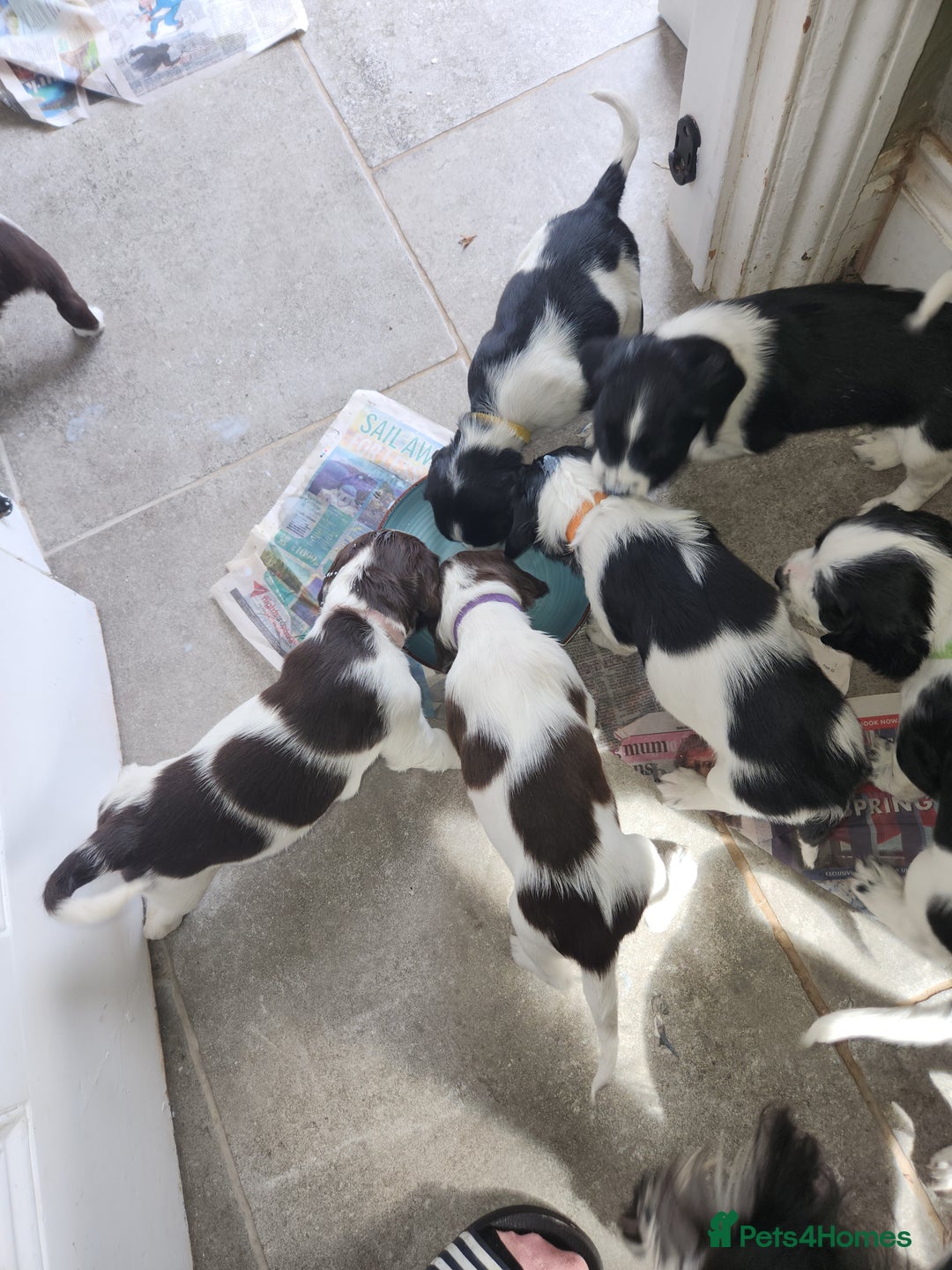 English Springer Spaniel dogs for sale: KC Registered ESS Pups *WELL MARKED* - Image 34