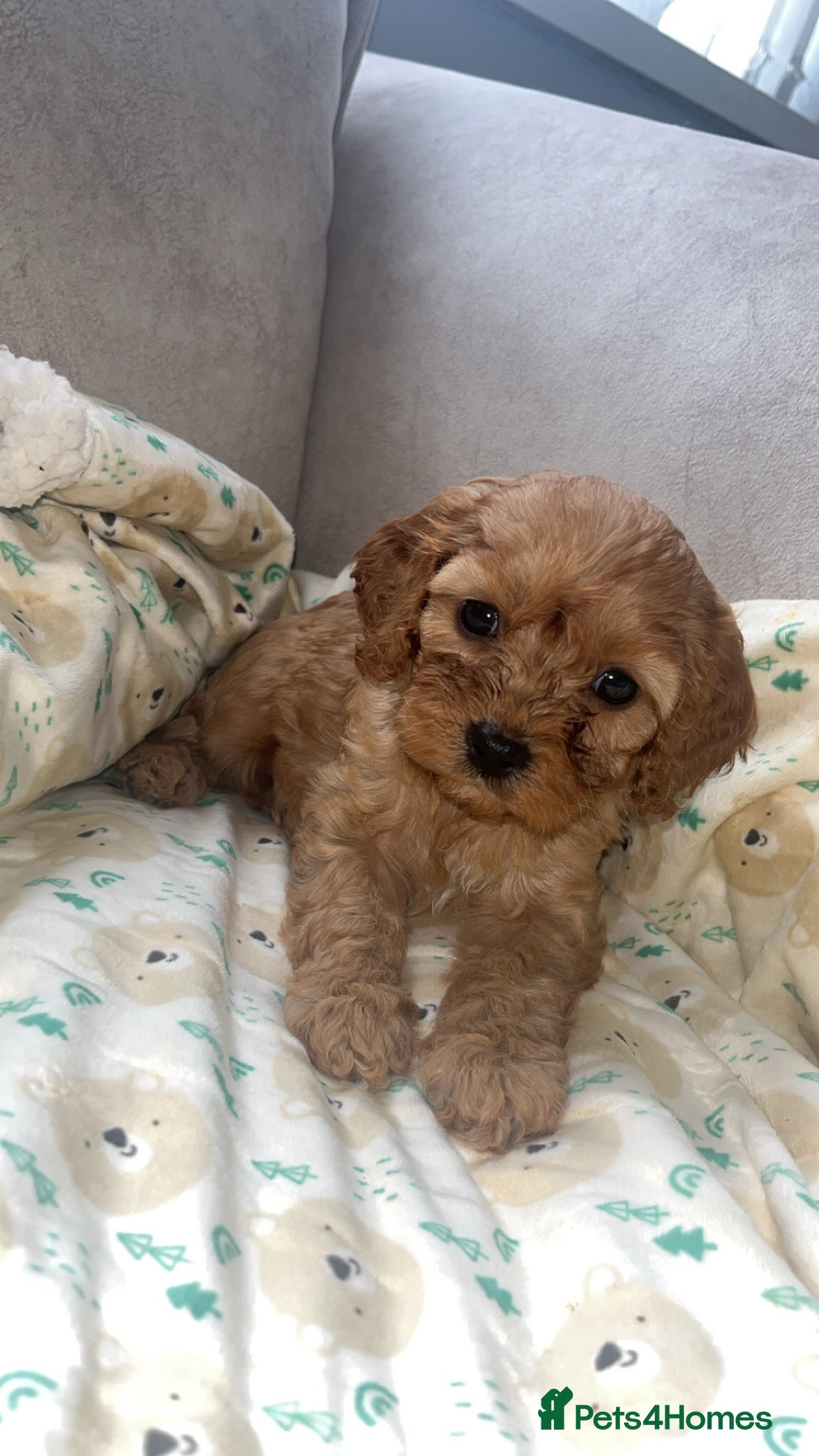 Cavapoo dogs F1 Cavapoos  - Advert 6