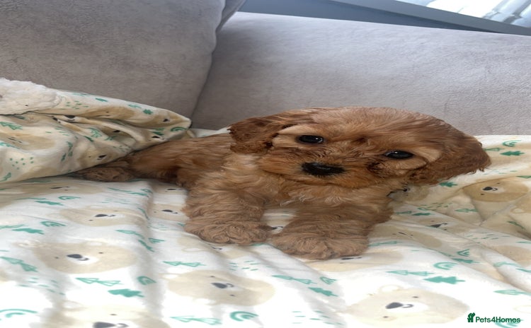 Cavapoo dogs - Advert 2