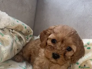 Cavapoo dogs F1 Cavapoos - Advert 6