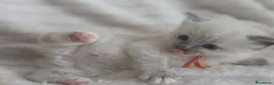 Ragdoll Kitten 1