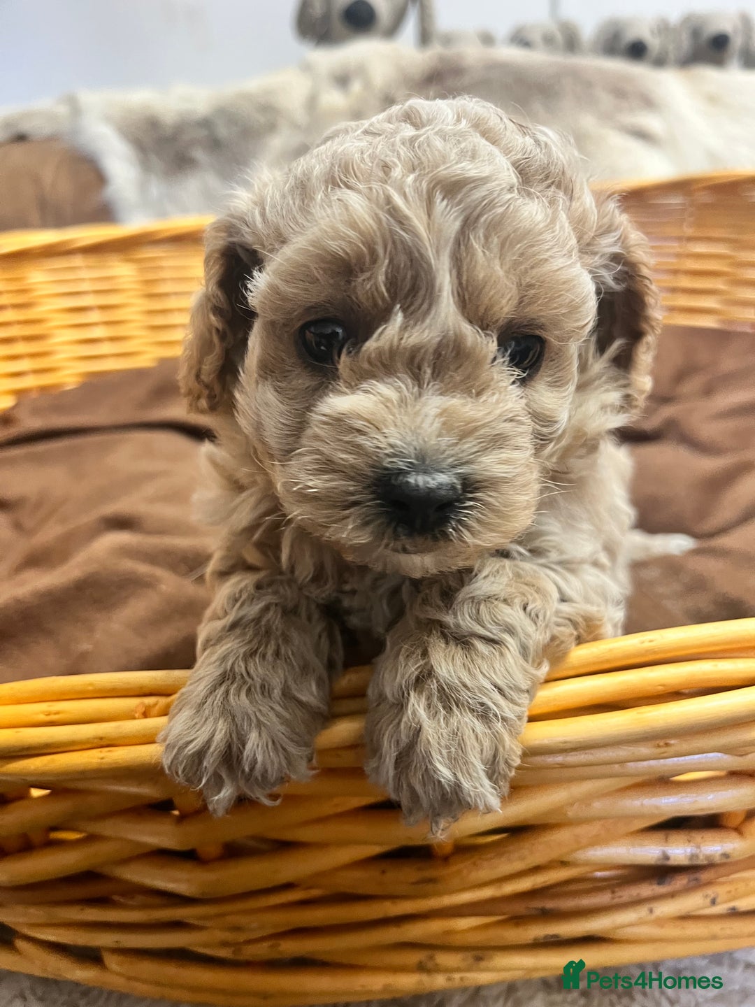 Poochon dogs for sale: Stunning and gorgeous poochons  - Image 7