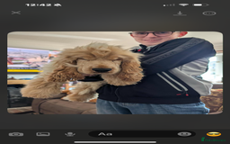 Cocker Spaniel dogs for sale: Show type cocker  - Image 5