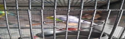 Budgerigars birds for sale: Budgies - Advert 3