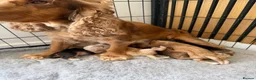 Cocker Spaniel dogs for sale: 🐶RIZI BIZI beautiful pedigree show spaniels🐶 - Advert 11