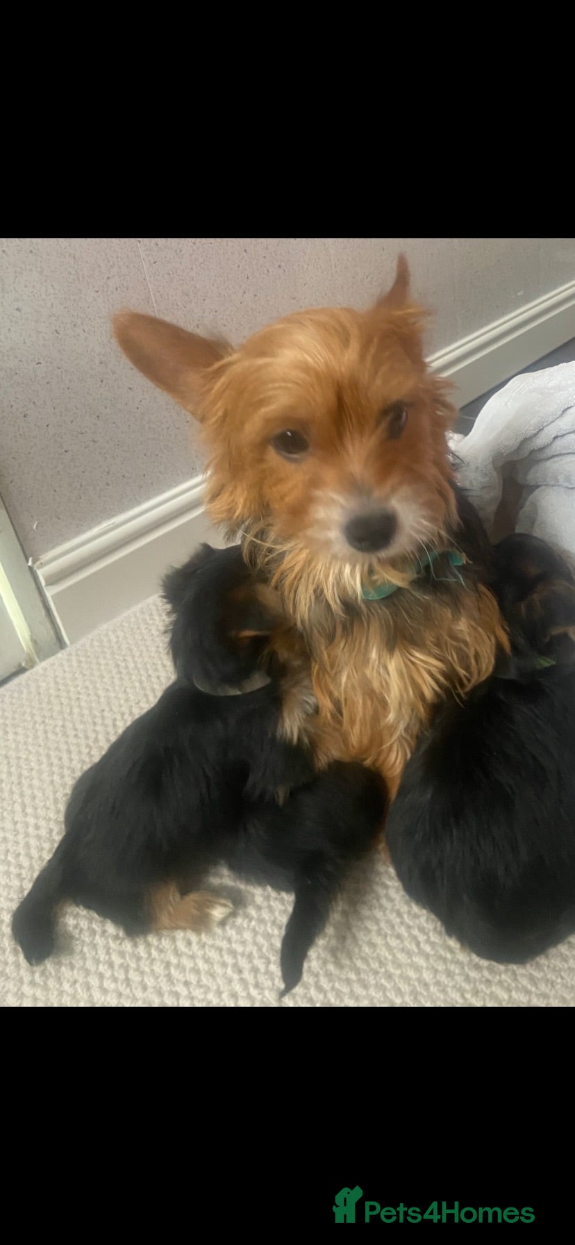 Yorkshire Terrier dogs Yorkshire terrier puppies for sale  - Advert 4