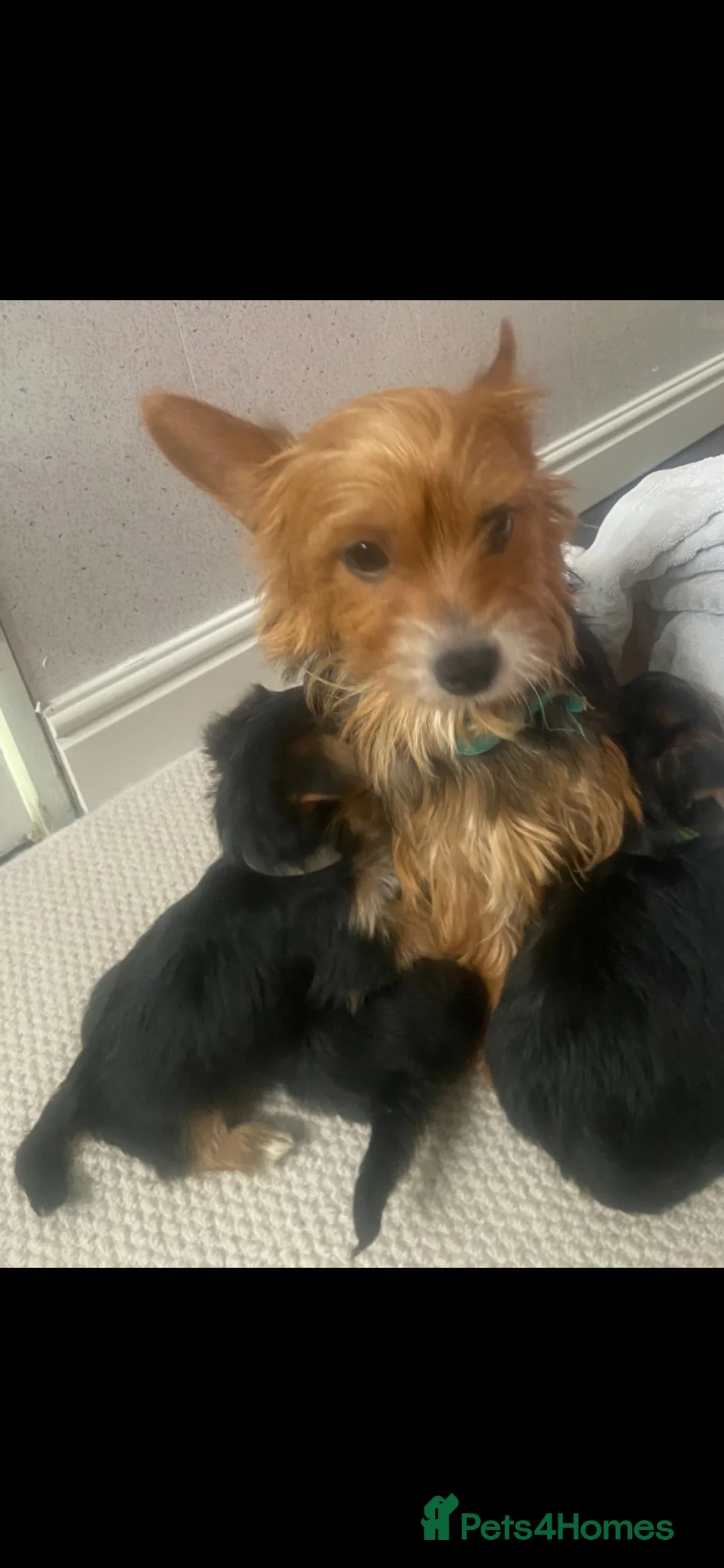 Yorkshire Terrier dogs for sale: Yorkshire terrier puppies for sale  in Northallerton - Advert 1