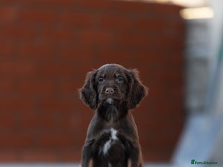Cocker Spaniel dogs for sale: Cocker spaniel puppies - Advert 1