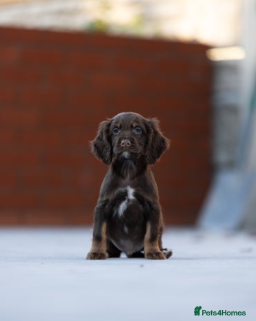 Cocker Spaniel dogs Cocker spaniel puppies - Advert 1