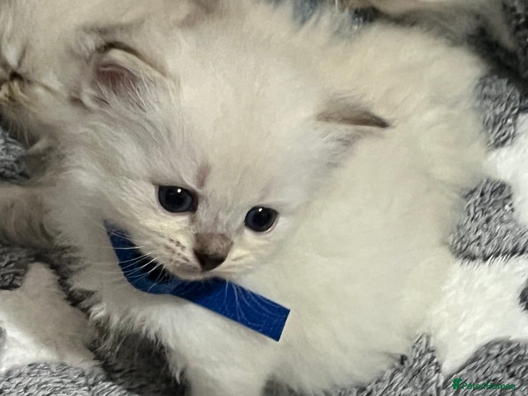 Siberian cats for sale: 💎💎GCCF Siberian Neva Masquerade Kittens💎💎 - Advert 6