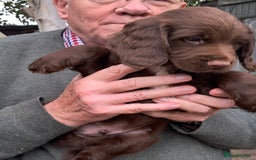 Sprocker dogs for sale: Sprocker Boys  - Image 1