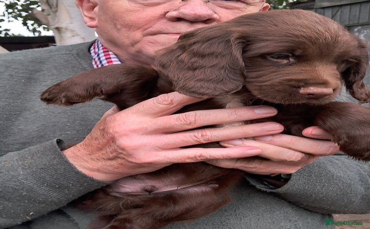Sprocker dogs - Advert 9