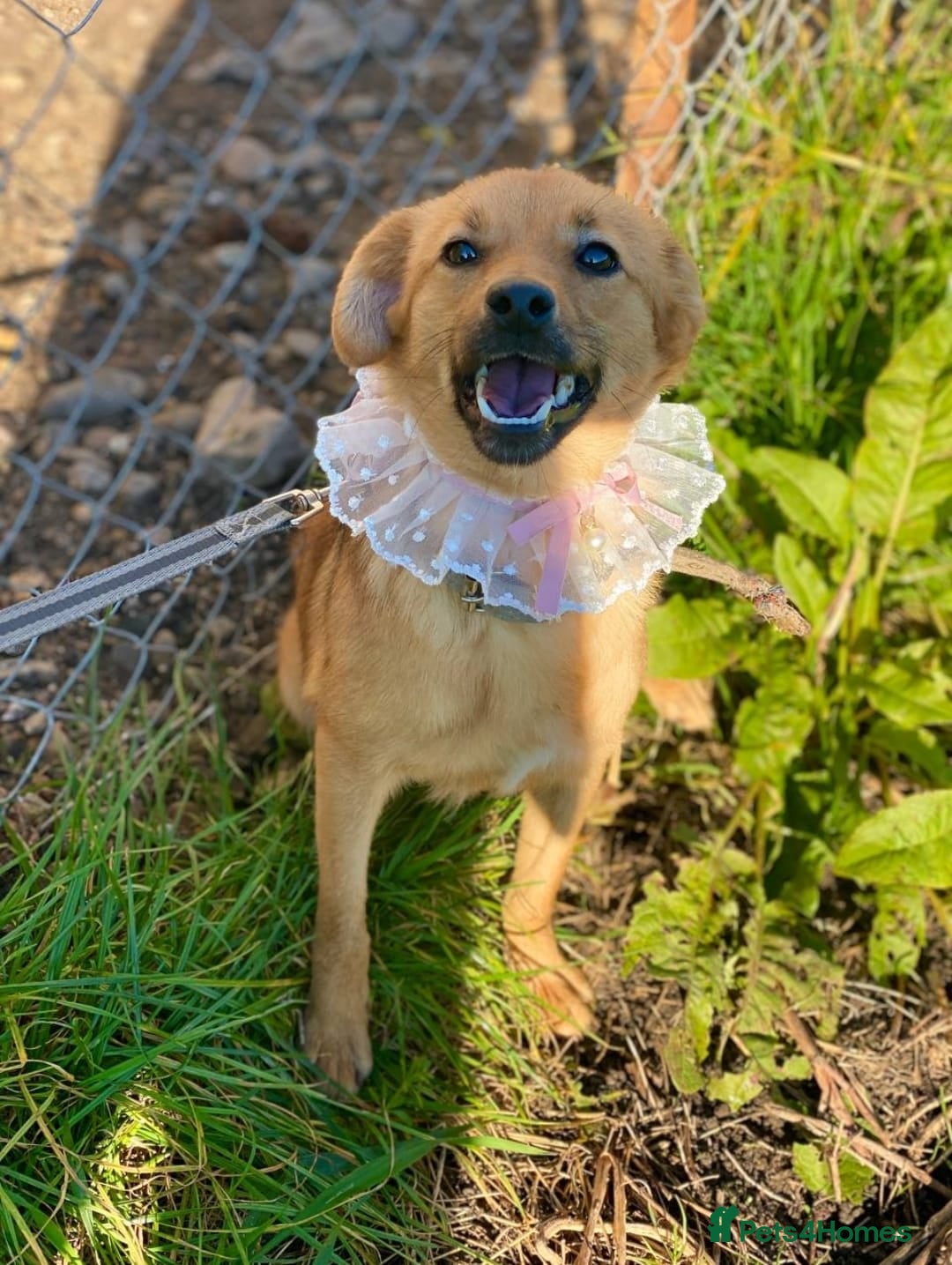 Mixed Breed dogs for adoption: 💖🐶 PENNY 🐶💖 - Advert 4