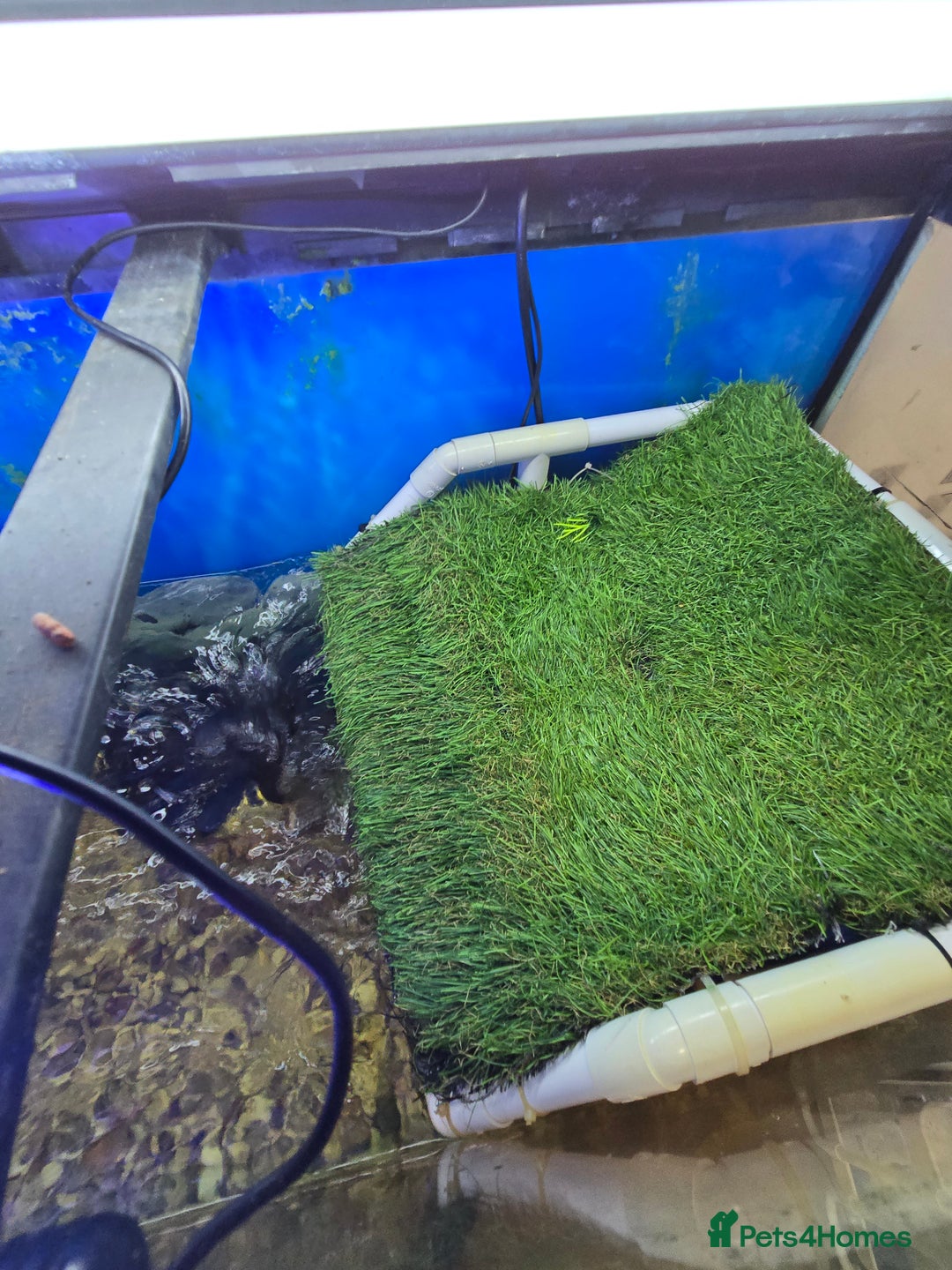 Turtle reptiles for sale: 3x Yellow slider turtles - Image 11