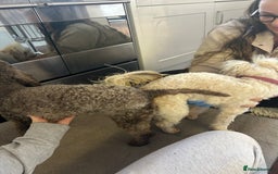 Toy Poodle dogs for stud: KC CHOCOLATE PHANTOM TOY POODLE in Willenhall - Image 8