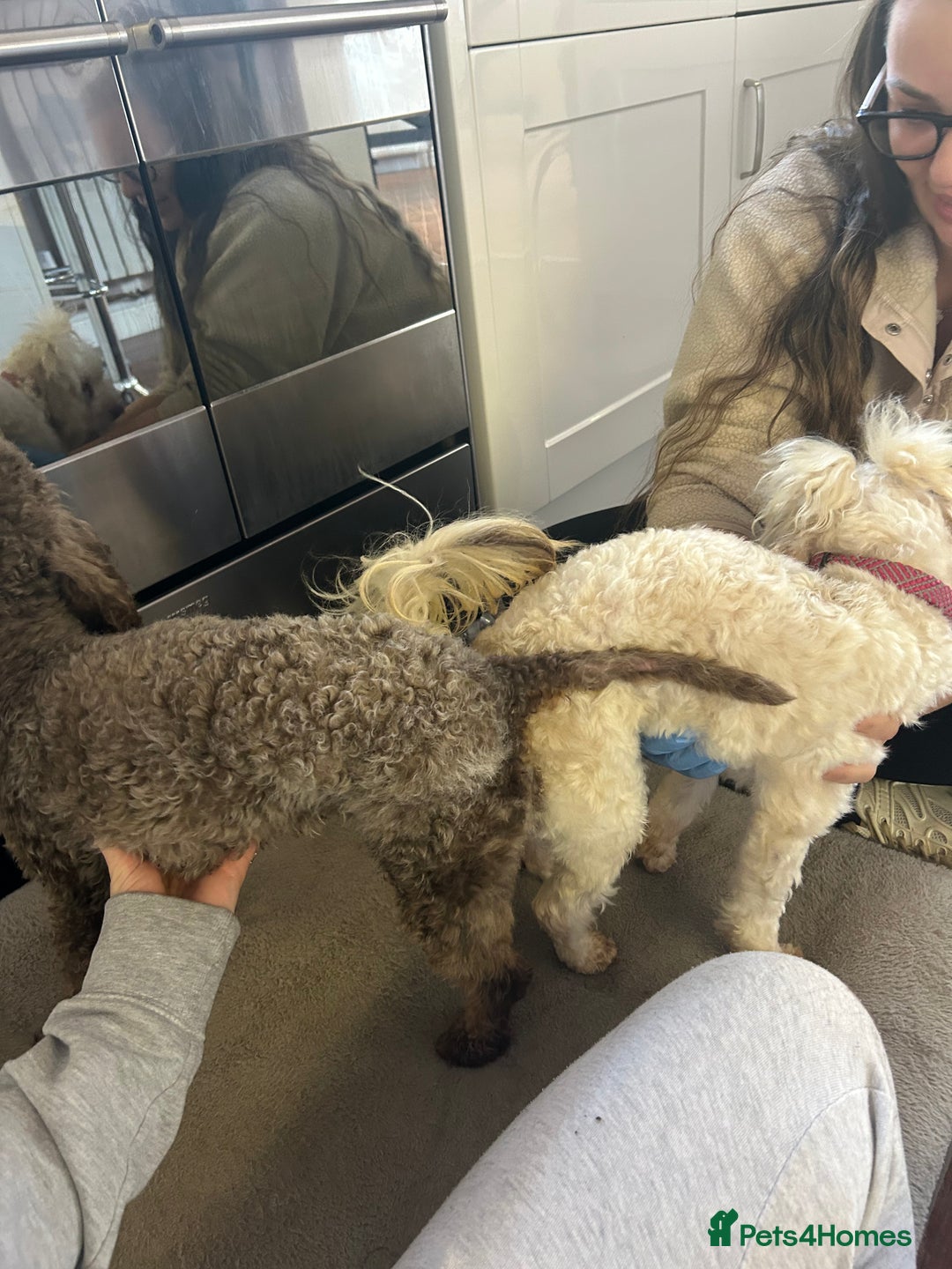 Toy Poodle dogs for stud: KC CHOCOLATE PHANTOM TOY POODLE in Willenhall - Image 8