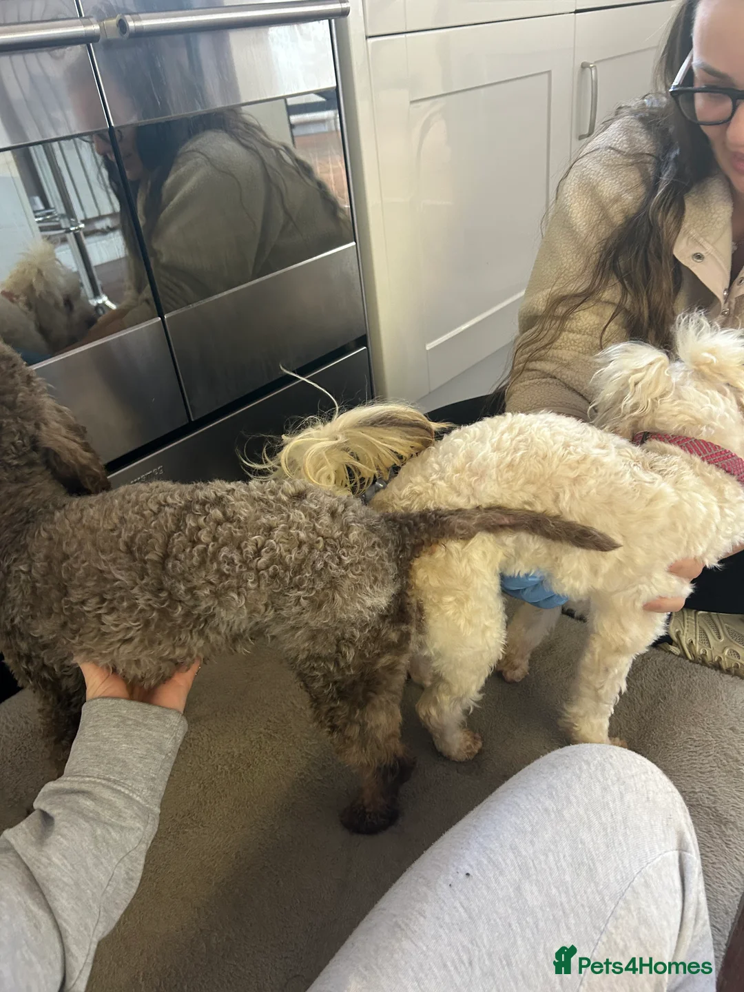 Toy Poodle dogs for stud: KC CHOCOLATE PHANTOM TOY POODLE in Willenhall - Advert 8