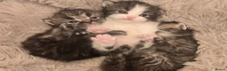 Persian cats for sale: Stunning pure Persian babies - Advert 12