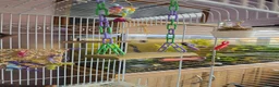 Conures birds for sale: Green-Cheek Conure With Cage and Accessory's - Advert 14