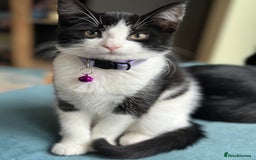 Mixed Breed cats for sale: Beautiful tuxedo kittens  - Image 2