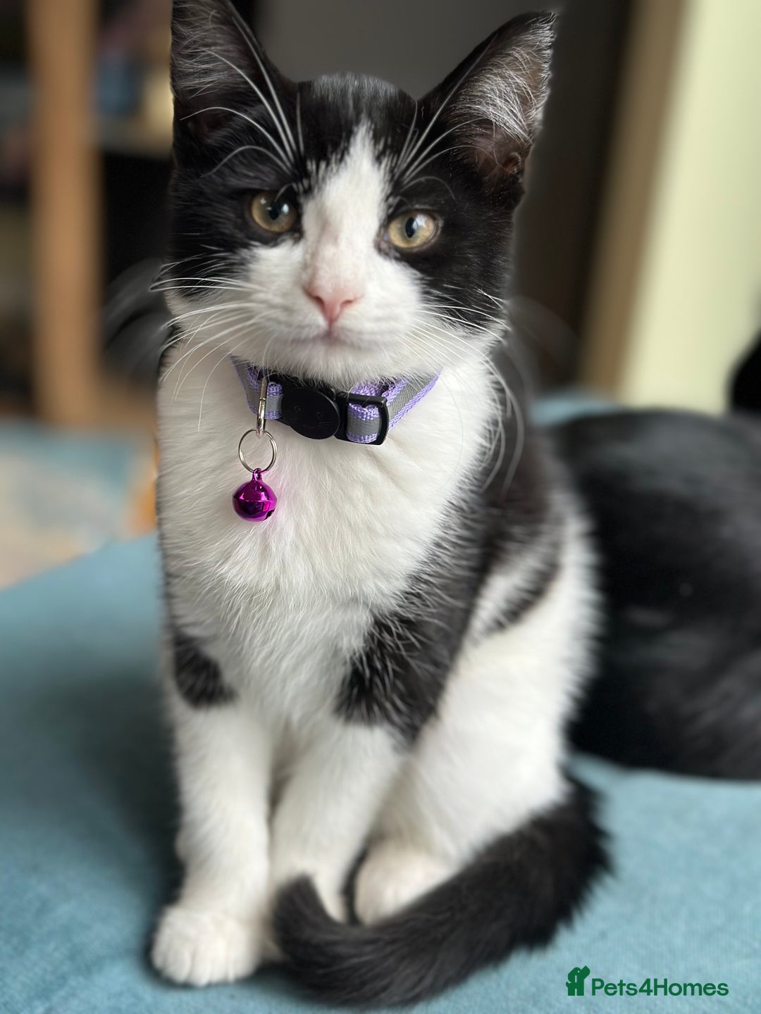 Mixed Breed cats for sale: Beautiful tuxedo kittens  - Image 2