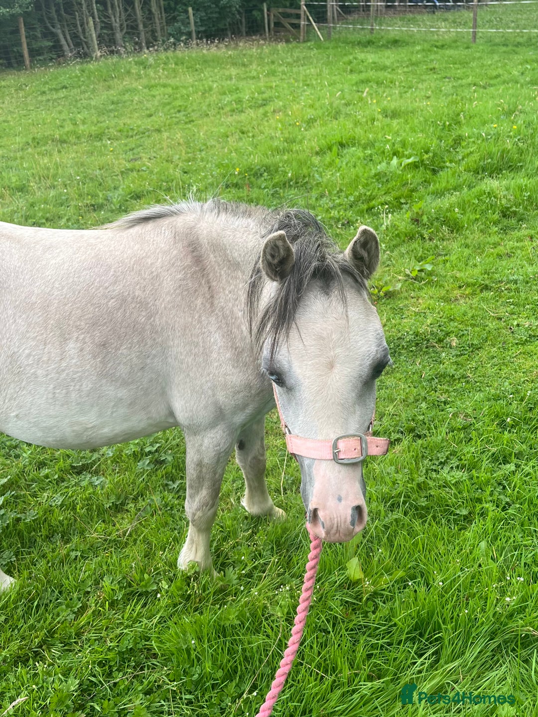 Welsh Section A horses for sale: Registered Welsh Section A yearling filly - Image 5