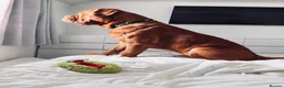 Dogue De Bordeaux dogs for stud:  Buddy, our dogue de Bordeaux available at stud - Advert 4