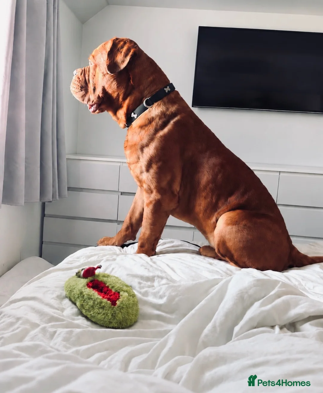 Dogue De Bordeaux dogs for stud:  Buddy, our dogue de Bordeaux available at stud - Advert 4