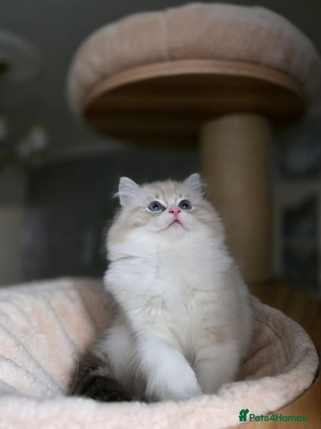 Ragdoll cats for sale: 🩷Amazing European Grand Champion lines🏆🥇 TICA💙 - Advert 22
