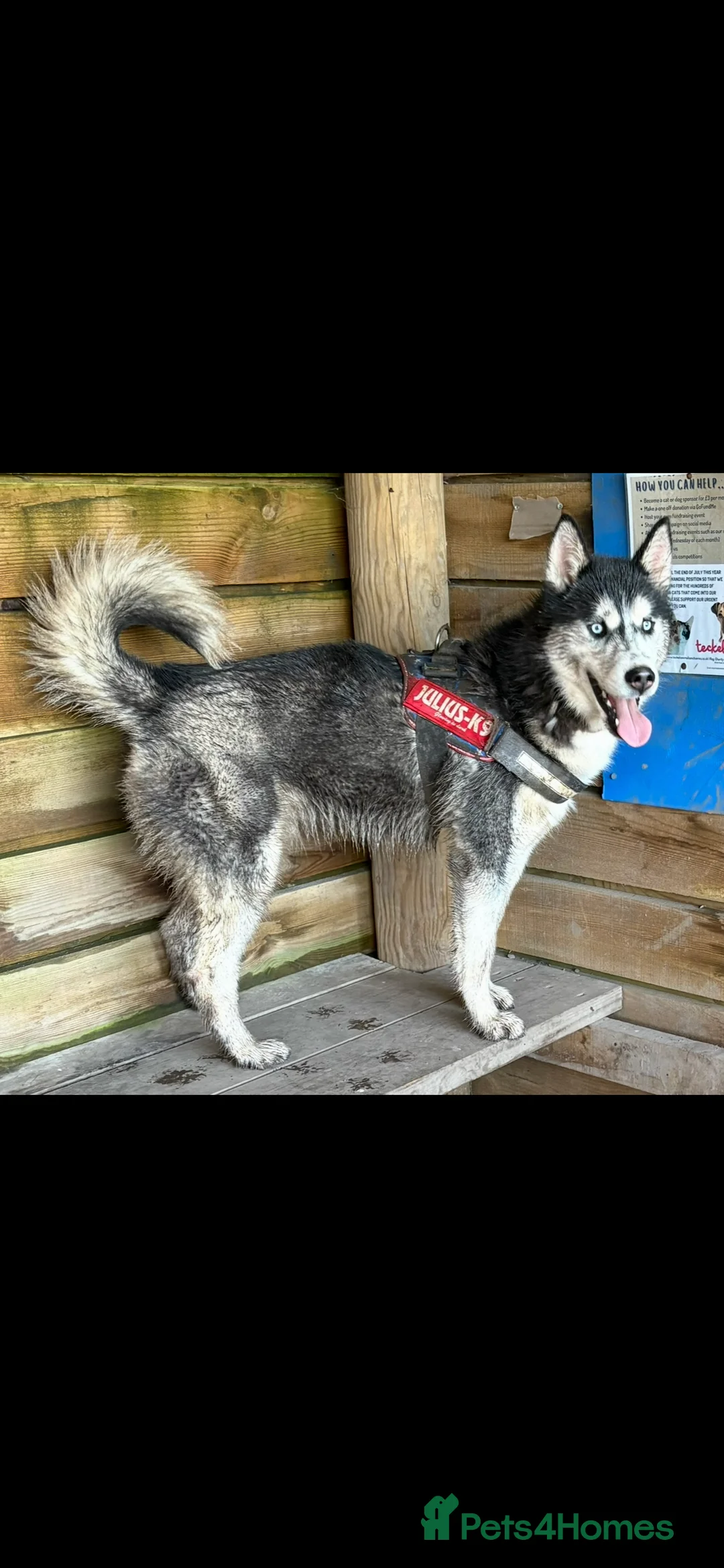 Siberian Husky dogs for stud: beautiful Zeus - Advert 7
