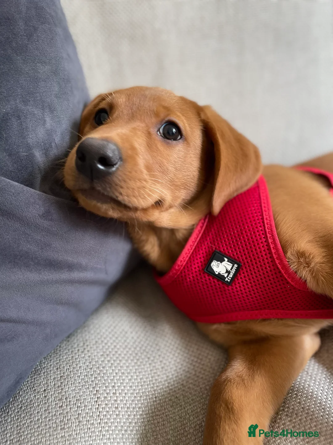 Labrador Retriever dogs for sale: KC Registered, Fox Red Labrador Retriever Puppies - Advert 8