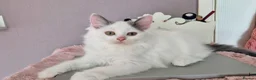 Munchkin cats for sale: Beautiful Munchkin kittens  - Advert 7
