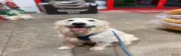 Golden Retriever dogs for sale: Female golden retriever  - Advert 4