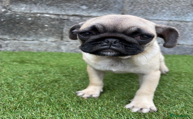 Pug dogs - Advert 6