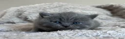 British Shorthair cats for sale: Tica registered British Shorthair Kittens  - Advert 3
