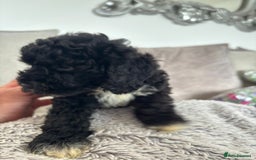 Cavapoo dogs for sale: 🐶 F1B CAVAPOOS 5* HEALTH CHECK 🐶 - Image 25