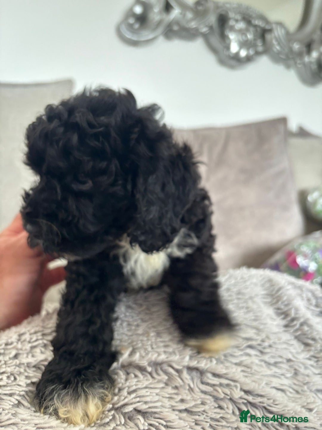 Cavapoo dogs for sale: 🐶 F1B CAVAPOOS 5* HEALTH CHECK 🐶 - Image 25