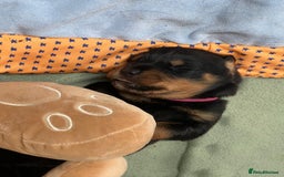 Rottweiler dogs for sale: Rottweiler puppies  - Image 3