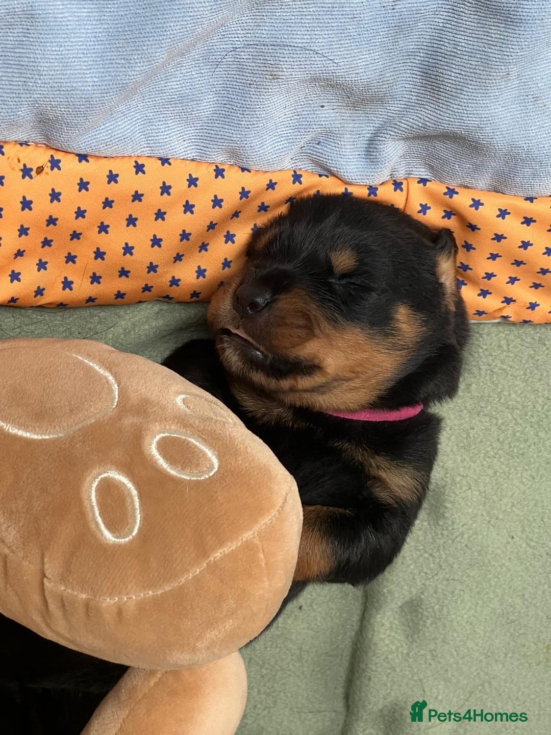 Rottweiler dogs for sale: Rottweiler puppies  - Image 3