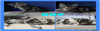 Mixed Breed 1