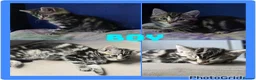 Mixed Breed cats for sale: X4 gorgeous kittens available - Advert 13