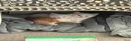 Mixed Breed cats for sale: 3 Adorable Half Persian Kittens for sale - Advert 17