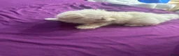 Morkie dogs for sale: 3 morkie puppies  - Advert 4